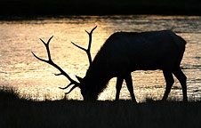 Evening Elk, Yellowstone National Park, Wyoming