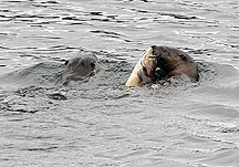 Otters with a cutthroat trout, Yellowstone Lake